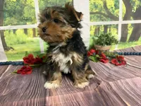 Brent, a male Yorkshire Terrier for sale in Brighton, MO – 6 of 7