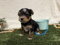 Holland, a female Yorkshire Terrier for sale in Brighton, MO – 9 of 10