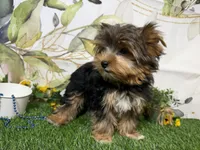 Brent, a male Yorkshire Terrier for sale in Brighton, MO – 4 of 10