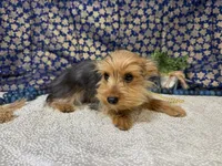 Baxter neutered , a male Yorkshire Terrier for sale in Brighton, MO – 6 of 7