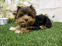 Brent, a male Yorkshire Terrier for sale in Brighton, MO – 5 of 10