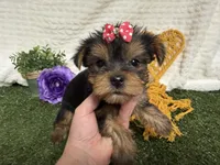 Lucy, a female Yorkshire Terrier for sale in Brighton, MO – 2 of 7