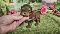 Hailey , a female Yorkshire Terrier for sale in Brighton, MO – 5 of 8
