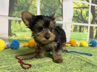 Stephen , a male Yorkshire Terrier for sale in Brighton, MO – 2 of 9