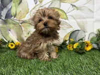 Graham , a male Yorkshire Terrier for sale in Brighton, MO – 5 of 9