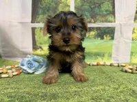 Dean, a male Yorkshire Terrier for sale in Brighton, MO – 4 of 6