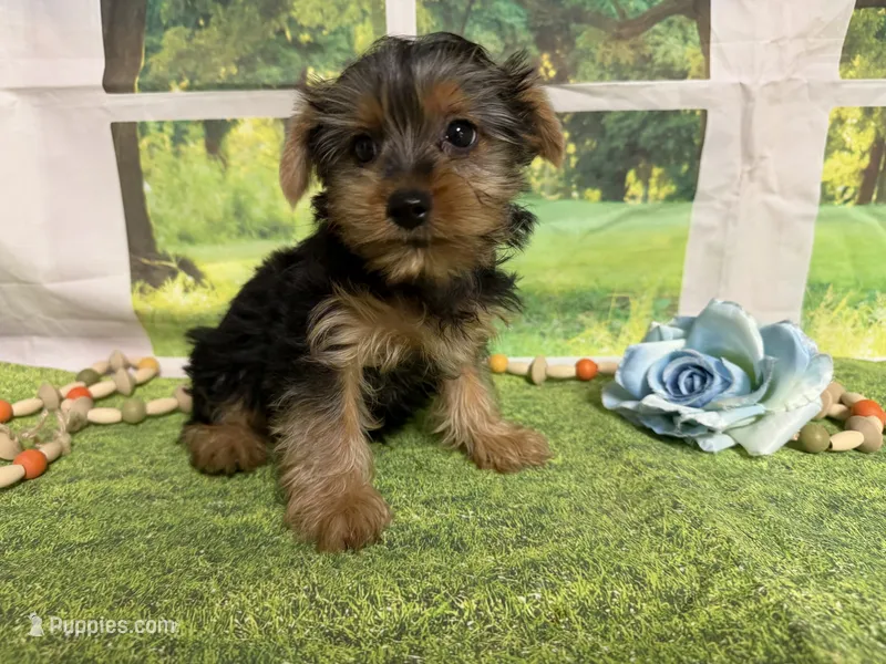 Dean – Yorkshire Terrier puppy for sale in Brighton, MO