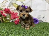 Ruby, a male Yorkshire Terrier for sale in Brighton, MO – 5 of 9