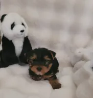 Andy, a male Yorkshire Terrier for sale in Brighton, MO – 2 of 4