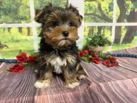 Brent, a male Yorkshire Terrier for sale in Brighton, MO – 4 of 7