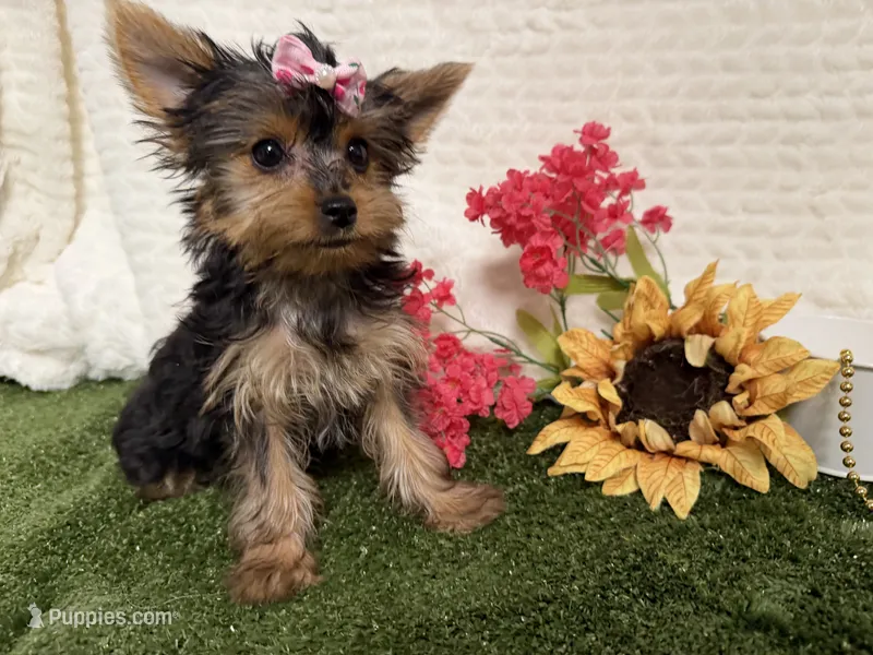 Sammy – Yorkshire Terrier puppy for sale in Brighton, MO
