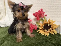 Sammy, a male Yorkshire Terrier for sale in Brighton, MO – 1 of 10