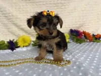 Ceci, a female Yorkshire Terrier for sale in Brighton, MO – 2 of 10