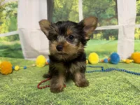 Stephen , a male Yorkshire Terrier for sale in Brighton, MO – 8 of 9