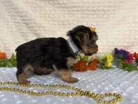 Ceci, a female Yorkshire Terrier for sale in Brighton, MO – 5 of 10