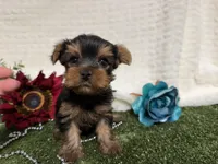 Linus, a female Yorkshire Terrier for sale in Brighton, MO – 2 of 6