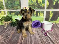 Honey, a female Yorkshire Terrier for sale in Brighton, MO – 5 of 7