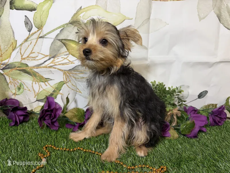 Biscuit – Yorkshire Terrier puppy for sale in Brighton, MO