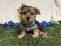Sawyer, a male Yorkshire Terrier for sale in Brighton, MO – 5 of 6