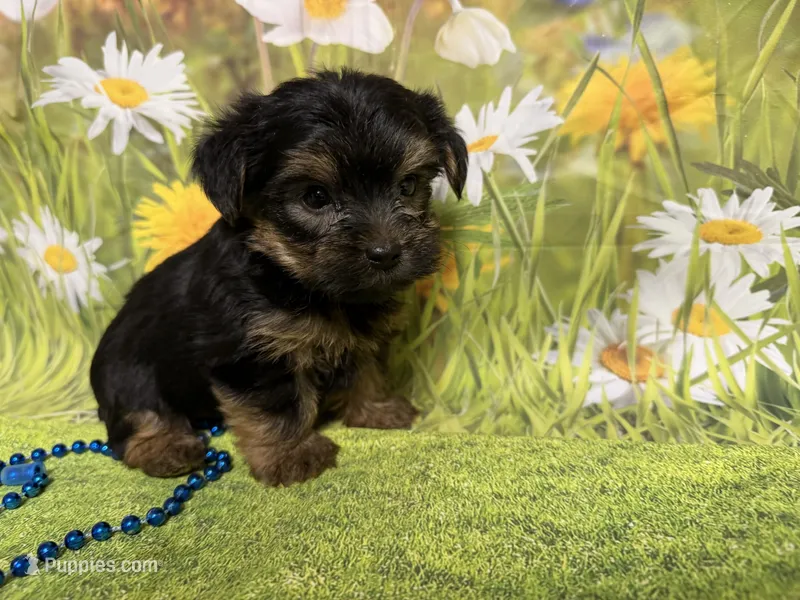 Cody – Yorkshire Terrier puppy for sale in Brighton, MO