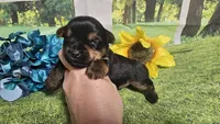 Cody, a female Yorkshire Terrier for sale in Brighton, MO – 1 of 6