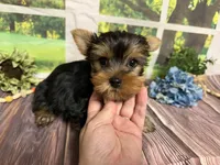 Levi, a male Yorkshire Terrier for sale in Brighton, MO – 1 of 8