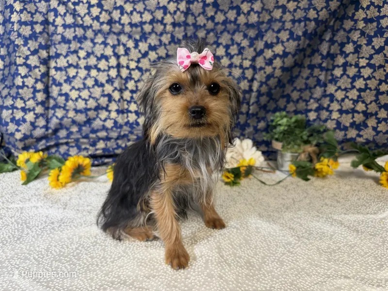 Sammy – Yorkshire Terrier puppy for sale in Brighton, MO