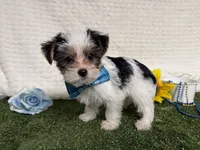 Banjo, a male Yorkshire Terrier for sale in Brighton, MO – 3 of 7