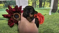 Cash, a female Yorkshire Terrier for sale in Brighton, MO – 4 of 5