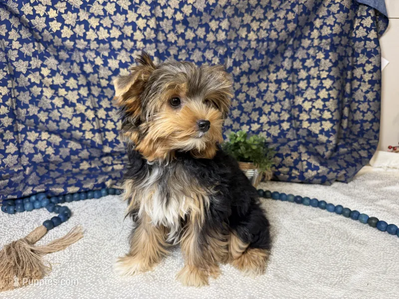 Brent – Yorkshire Terrier puppy for sale in Brighton, MO