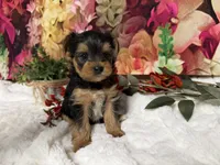 Biscuit, a male Yorkshire Terrier for sale in Brighton, MO – 5 of 8