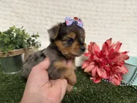 Heidi, a female Yorkshire Terrier for sale in Brighton, MO – 6 of 7