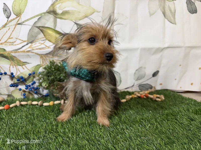 Baxter  – Yorkshire Terrier puppy for sale in Brighton, MO