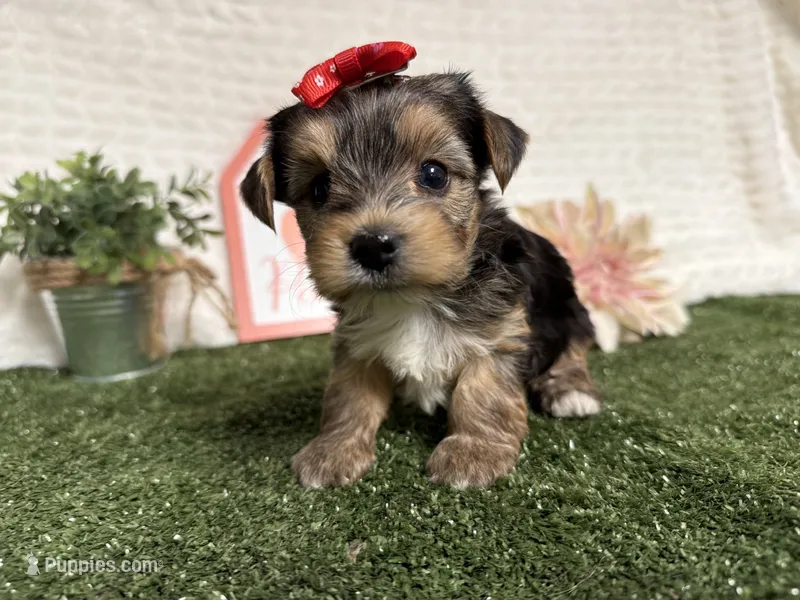 Rain – Yorkshire Terrier puppy for sale in Brighton, MO