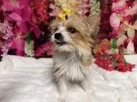 Goldie, a female Yorkshire Terrier for sale in Brighton, MO – 2 of 7