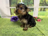 Savanna , a male Yorkshire Terrier for sale in Brighton, MO – 9 of 9