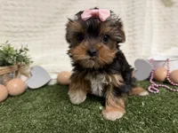 Bella, a female Yorkshire Terrier for sale in Brighton, MO – 8 of 8