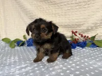 Cody, a female Yorkshire Terrier for sale in Brighton, MO – 7 of 8