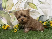 Graham , a male Yorkshire Terrier for sale in Brighton, MO – 3 of 9