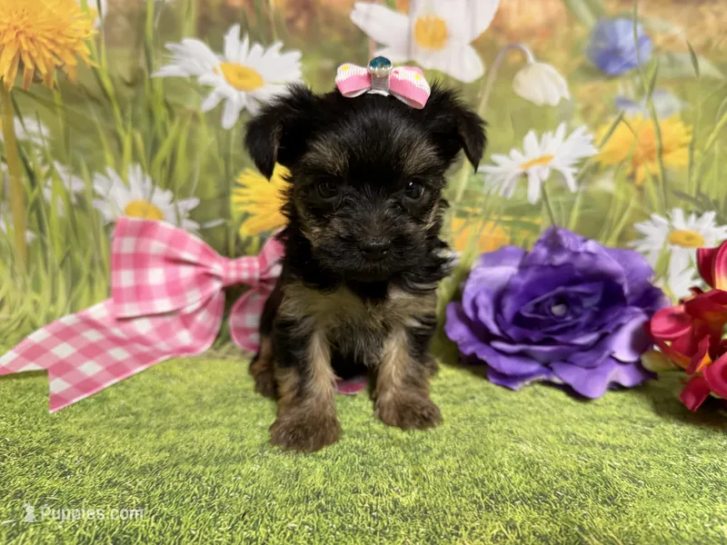 Clara – Yorkshire Terrier puppy for sale in Brighton, MO