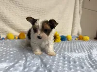 Carter , a male Yorkshire Terrier for sale in Brighton, MO – 7 of 10