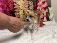 Goldie, a female Yorkshire Terrier for sale in Brighton, MO – 7 of 7