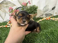 Nadia, a female Yorkshire Terrier for sale in Brighton, MO – 6 of 7