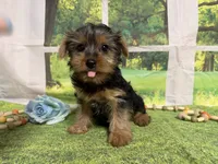 Dean, a male Yorkshire Terrier for sale in Brighton, MO – 3 of 6