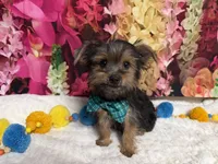 Cody, a male Yorkshire Terrier for sale in Brighton, MO – 1 of 9