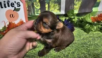 Sadie, a female Yorkshire Terrier for sale in Brighton, MO – 4 of 8