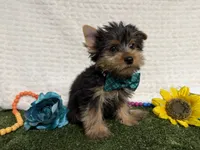 Beans, a male Yorkshire Terrier for sale in Brighton, MO – 6 of 6