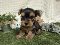 Levi, a female Yorkshire Terrier for sale in Brighton, MO – 3 of 7