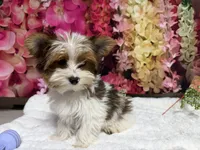 Carter , a male Yorkshire Terrier for sale in Brighton, MO – 8 of 10