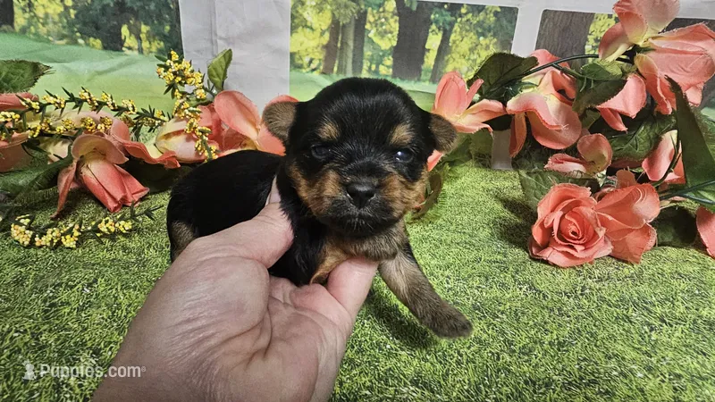 Candice  – Yorkshire Terrier puppy for sale in Brighton, MO